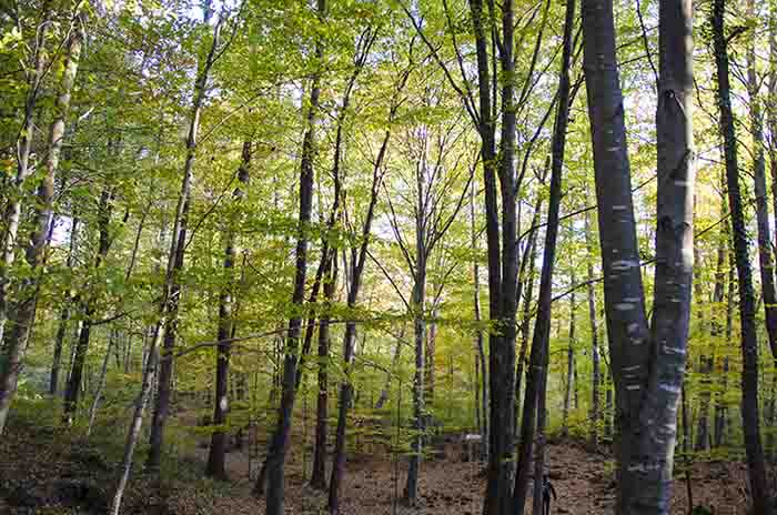 26 - Girona - parque natural de la zona volcanica de la Garrotxa - reserva natural de la fageda d'Jorda